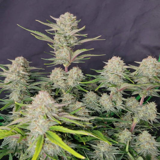 Apricot Auto Feminized Seeds | FastBuds