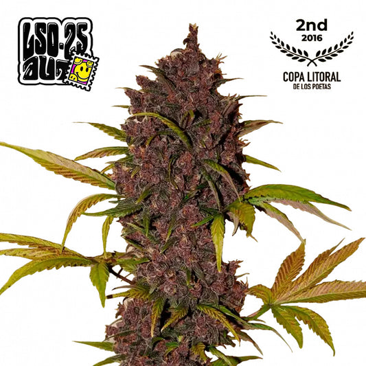 LSD-25 Auto Feminized Seeds | FastBuds
