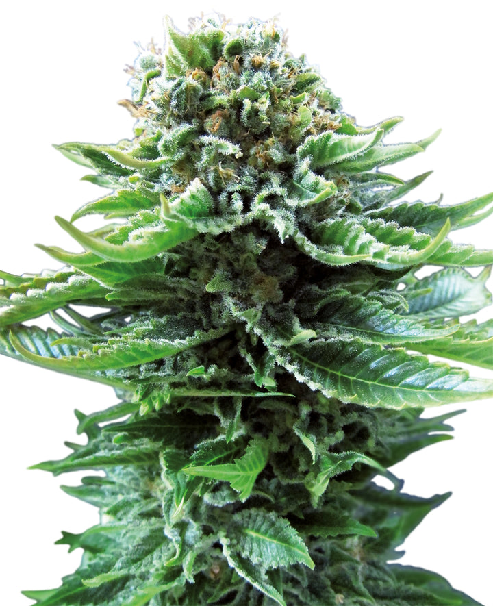 Sensi Seeds Northern Lights Auto Cannabis Plant