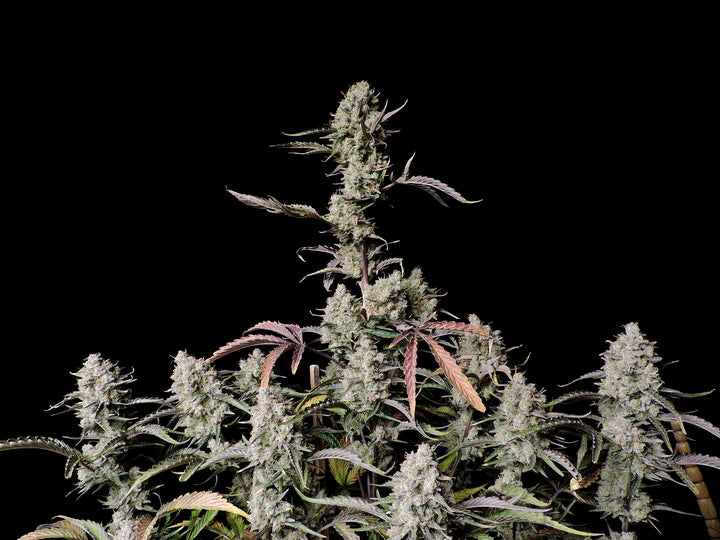 fastbuds gorilla zkittlez auto cannabis plant