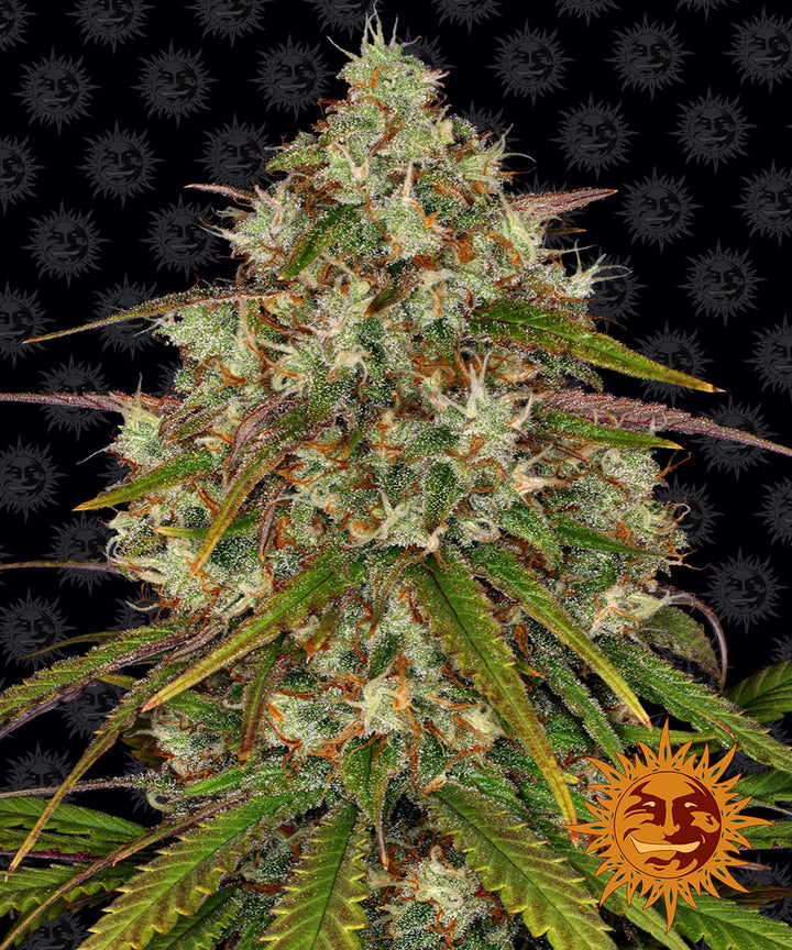 barneys farm liberty haze feminized cannabis plant