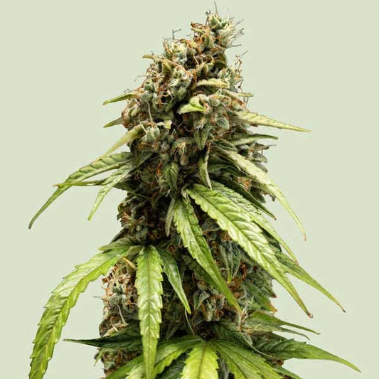 Orion F1 Hybrids | Royal Queen Seeds